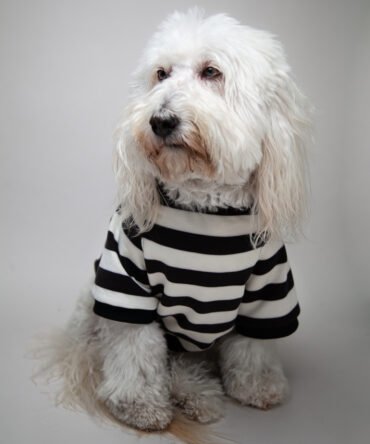 Ref. Beetledog